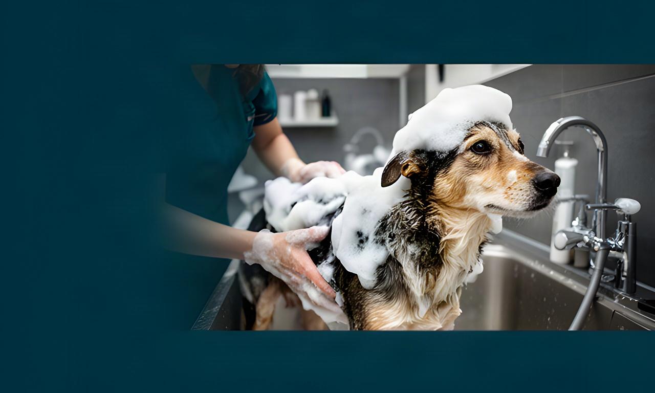 Perro mestizo tranquilo disfrutando de un baño profesional con espuma suave en una peluquería de Mula