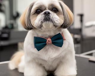 Shih tzu con corte asiático, orejas redondeadas y lazo discreto