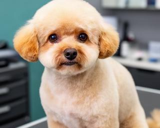 Perro pequeño con corte puppy y cara redondeada en un salón de Mula